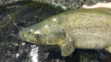 Video thumb for Flyfishing an amazing place