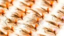 Video thumb for Parachute Jeck Sedge