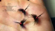 Video thumb for CDC Black Caenis