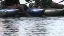 Video thumb for Tiger Muskie, 2
