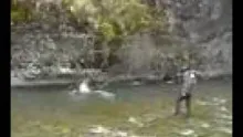Video thumb for Salmon king, Patagonia, Chile, candyfish